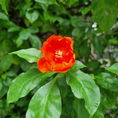 plant, flower achtergronden