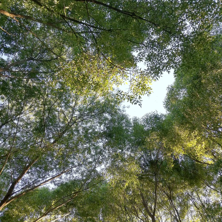 forest