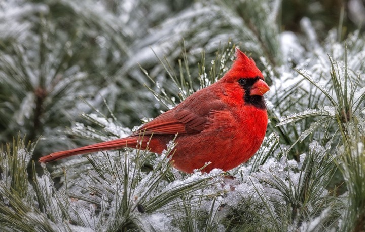 bird