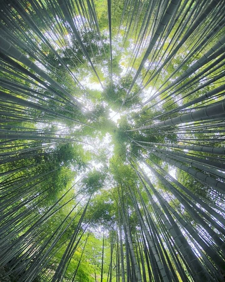 floresta