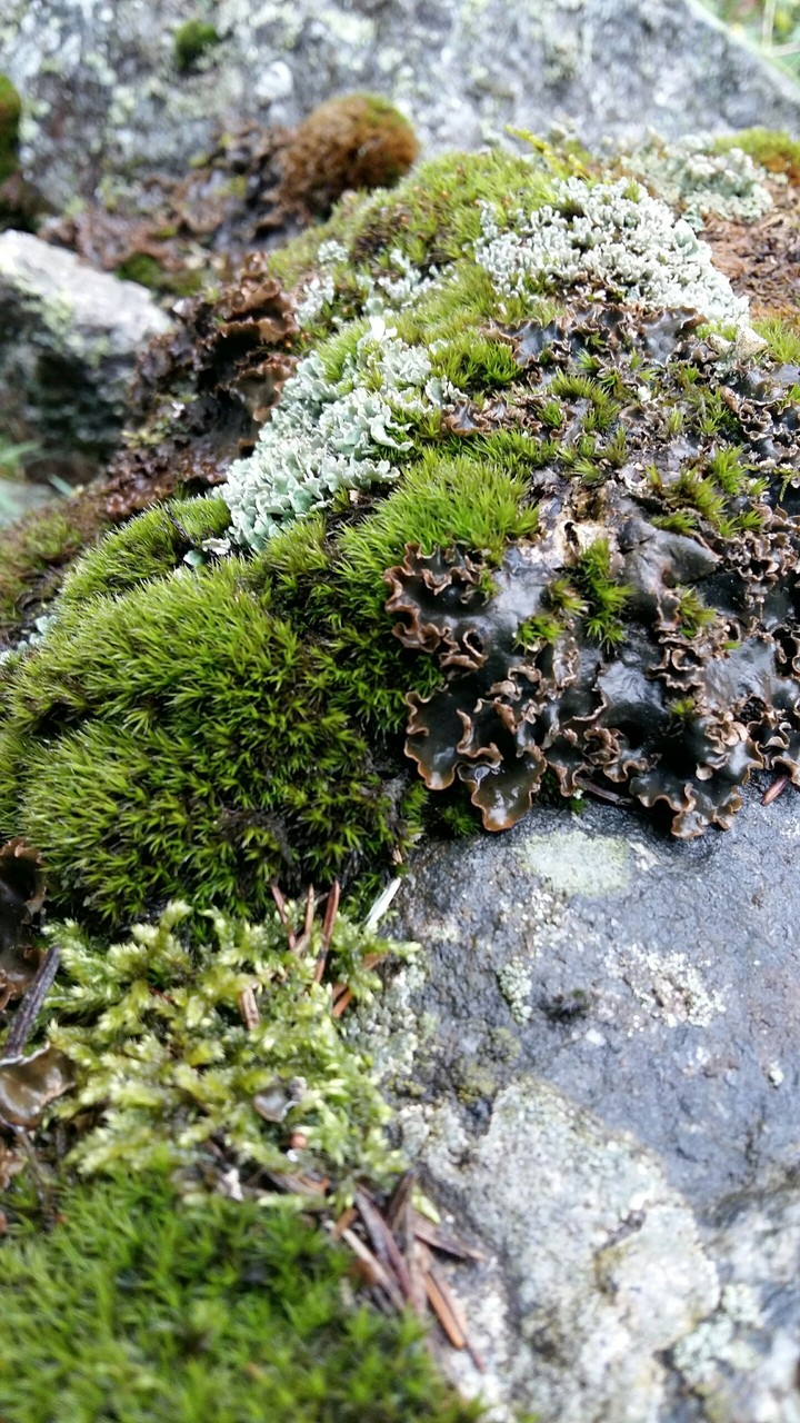 Seaweed
