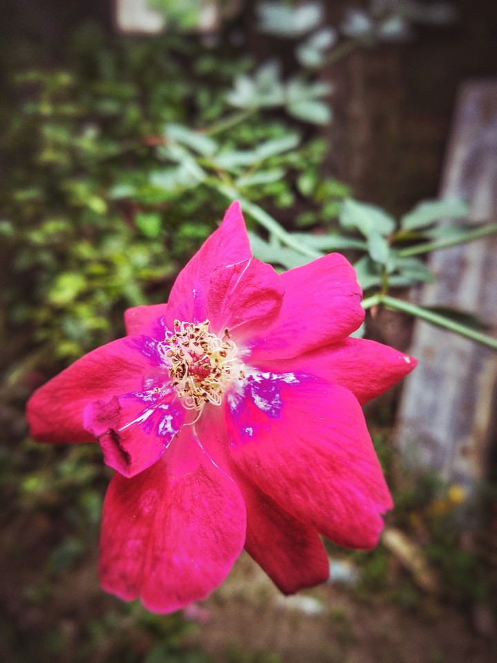 Red flower