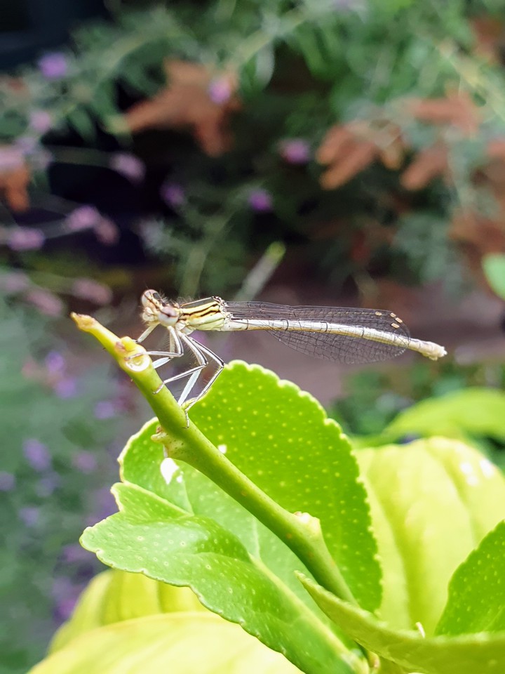 dragon fly on lemon plant