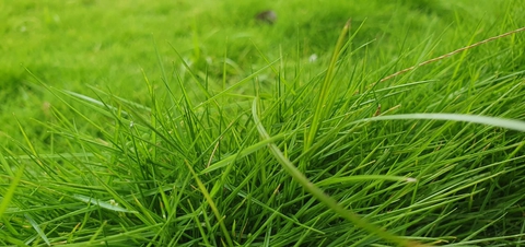 grass