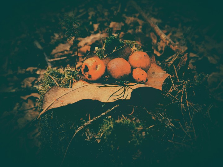 Autumn