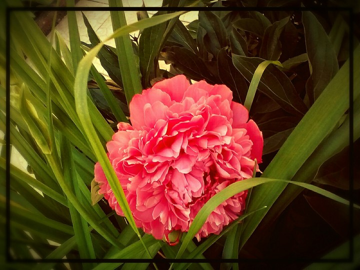 bouquet de mon jardin