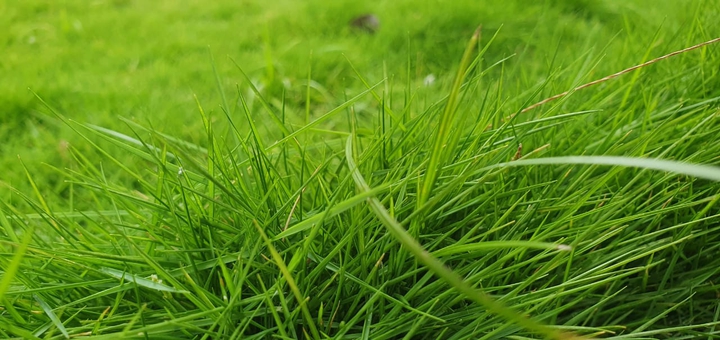 grass