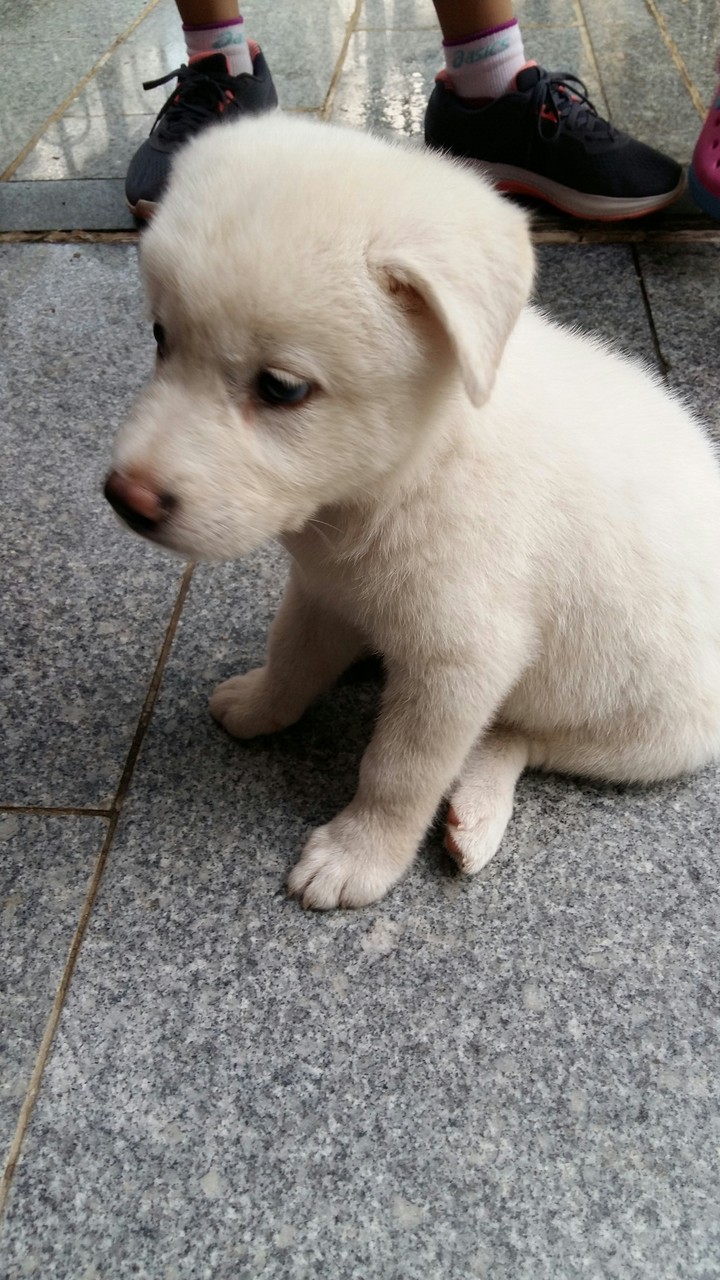 옆집 백구