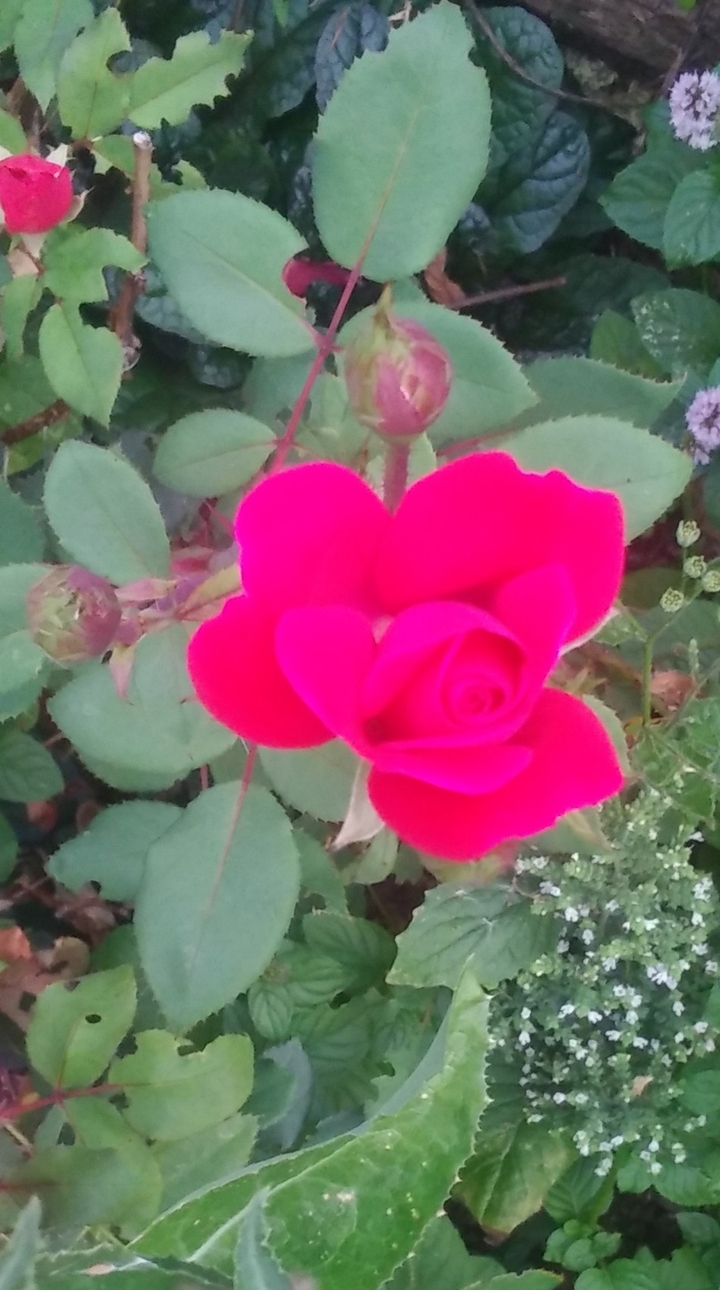 New Bloom