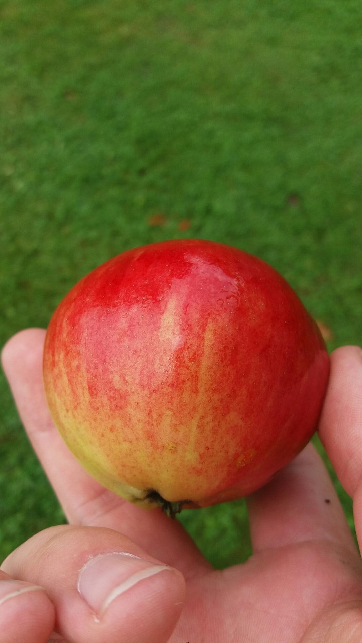 Apple