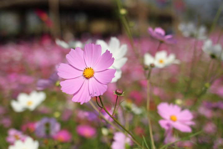 cosmos.코스모스