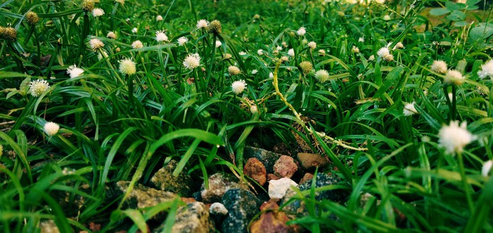 green landscape