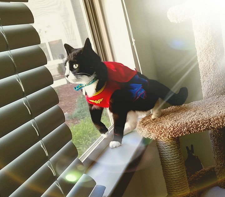 wonder cat