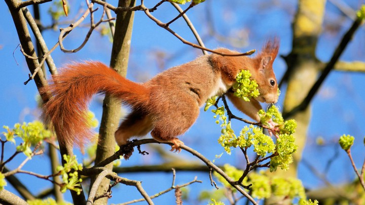 Squirrel