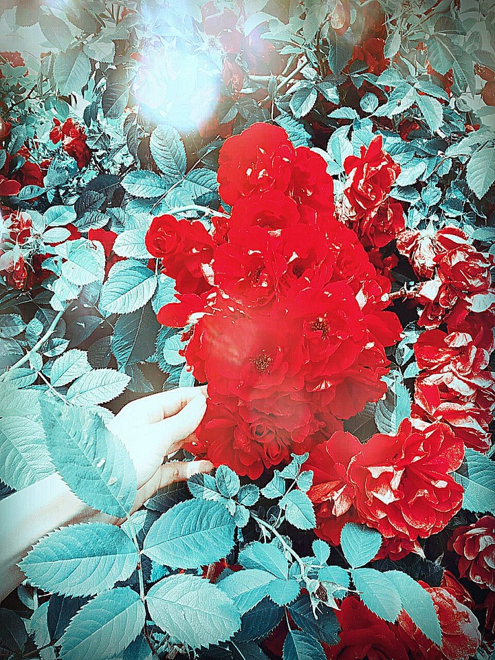 Garden of roses