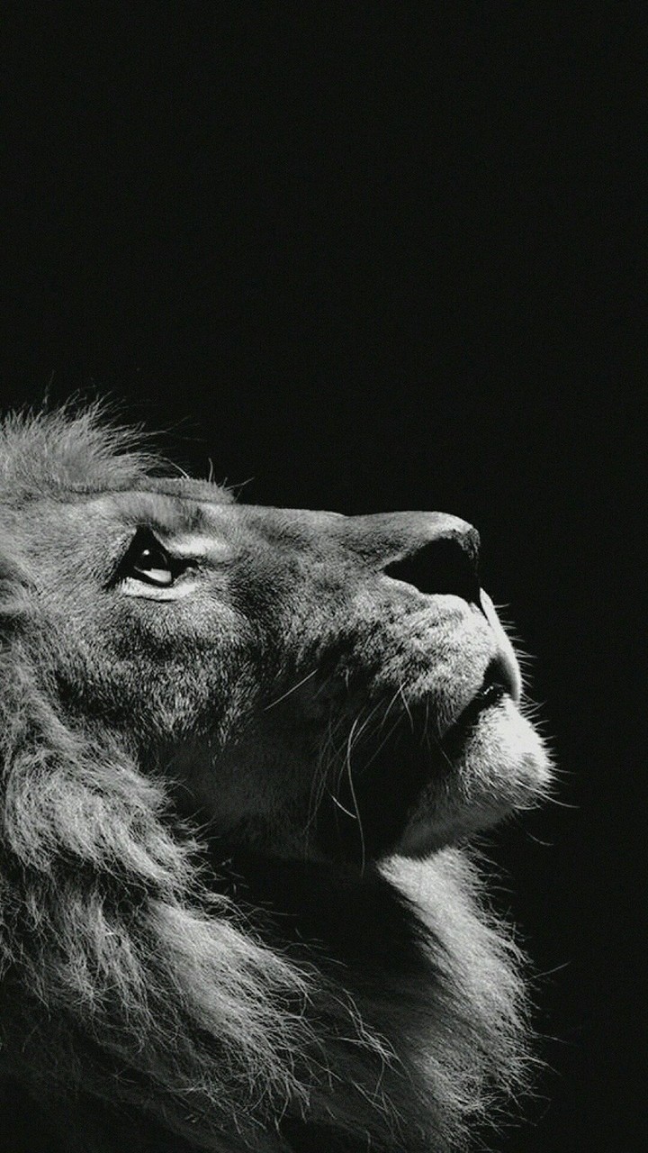lion king