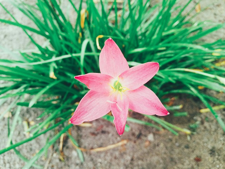 flower