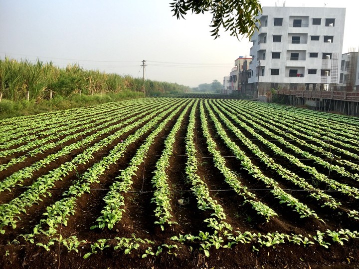 Green pattern
