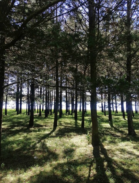 papéis de parede landscape, wood