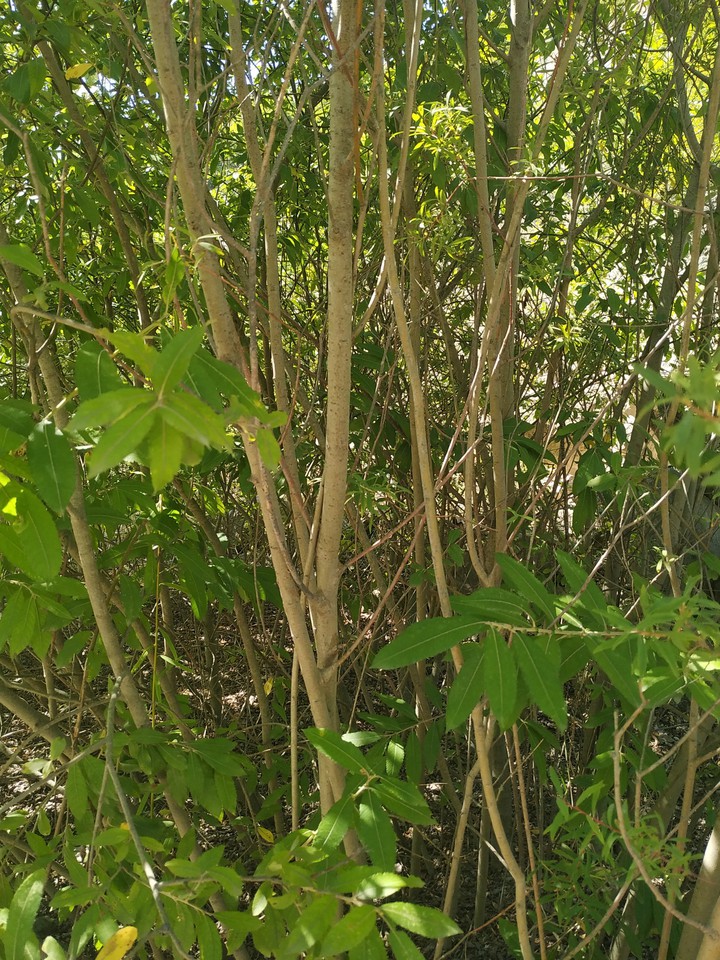 лес