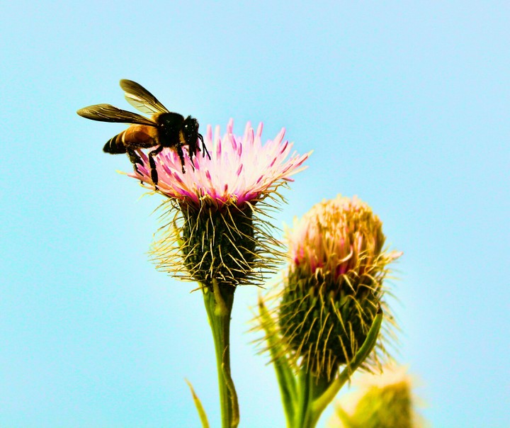 Flowers & Bee