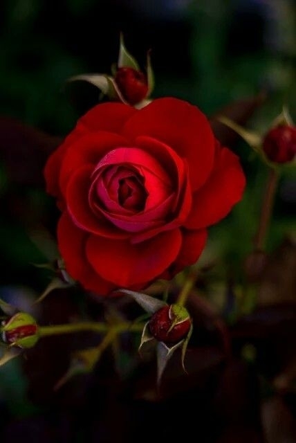 for my love