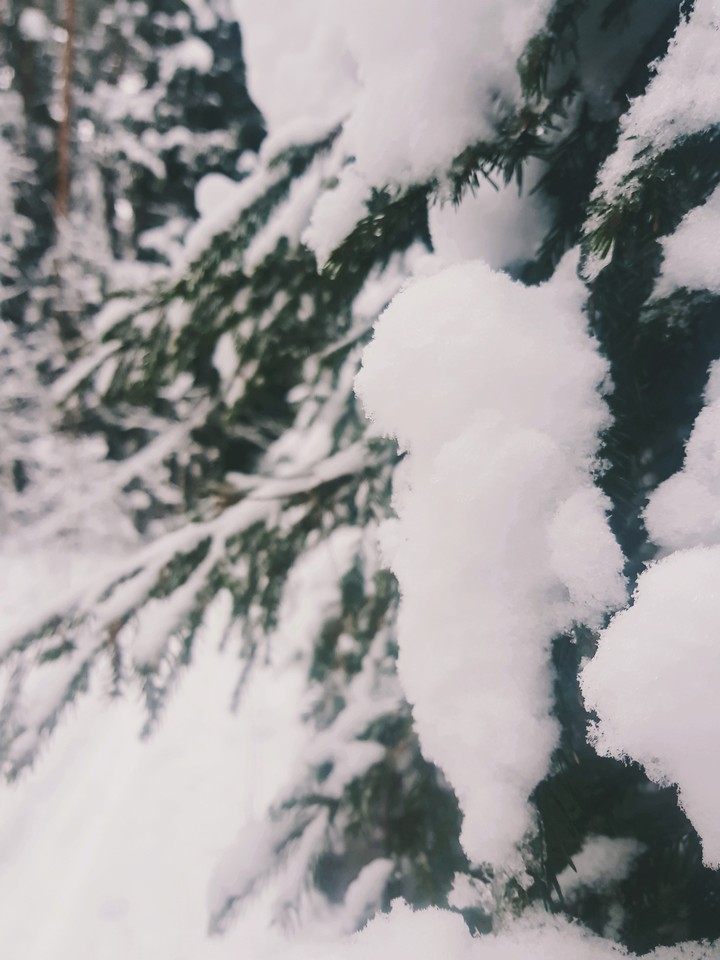 Winter forest