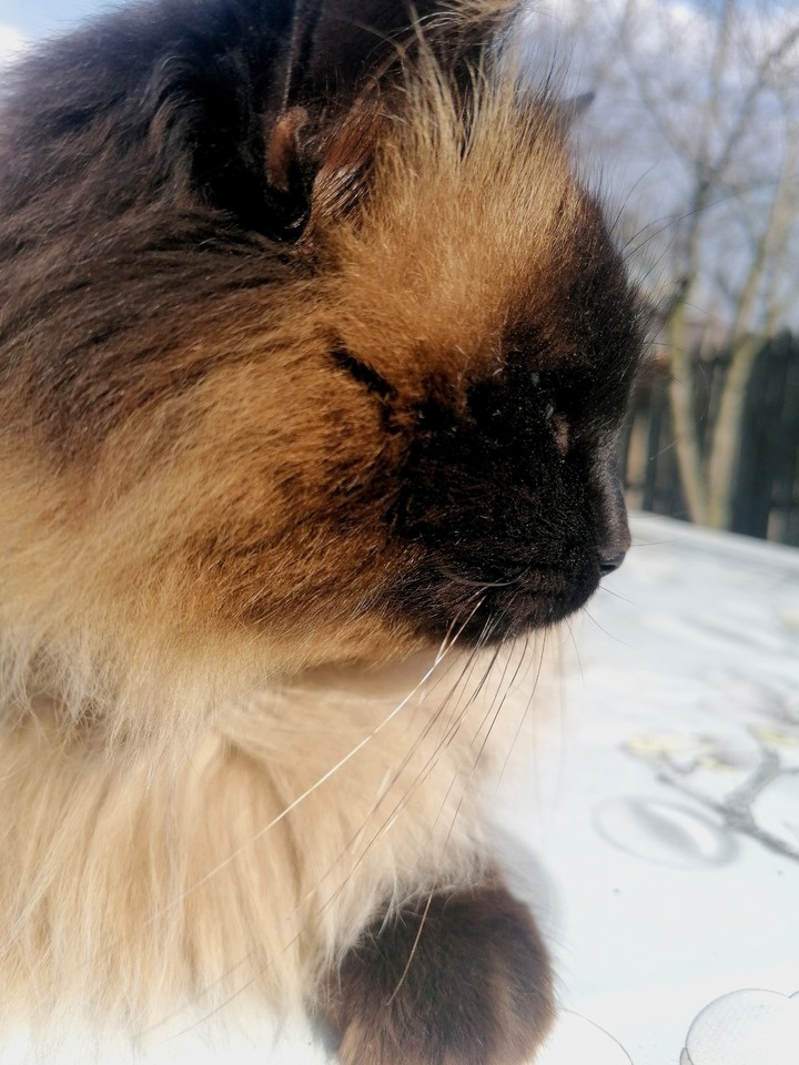 fluffy cat