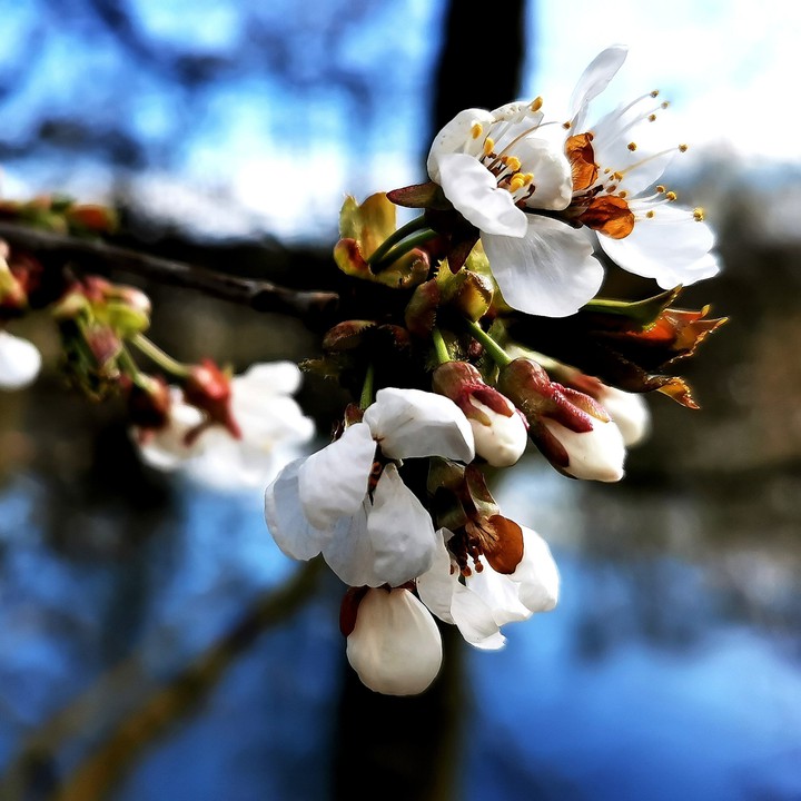 flower buds on a tree