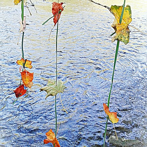 Curtain of Leafs