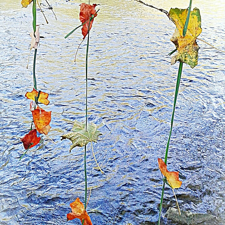 Curtain of Leafs