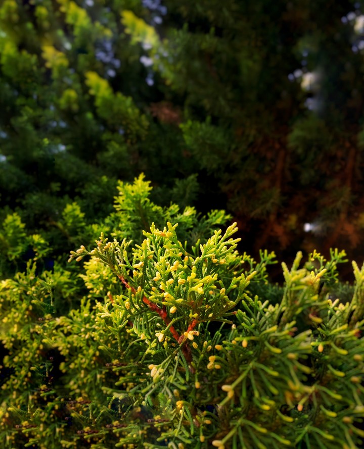 Walking through a garden