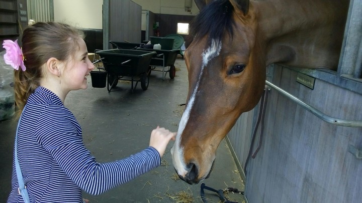 girl and horses