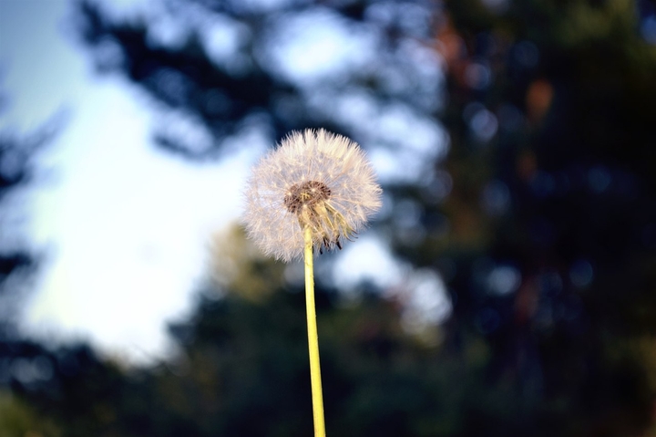 Blowball