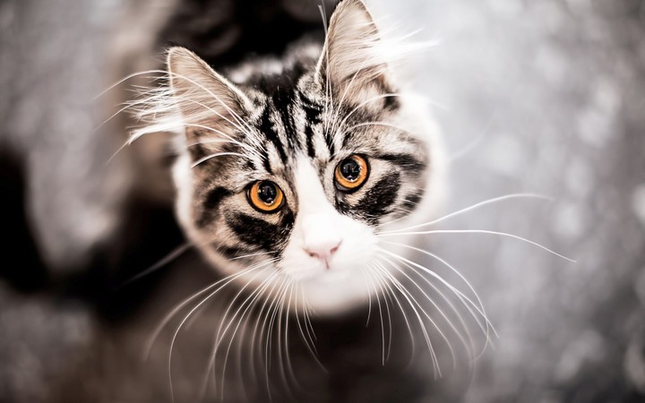 gatinho