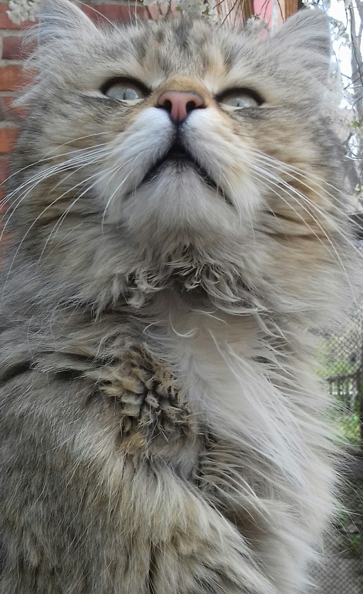 слишком в себе уверенный кот