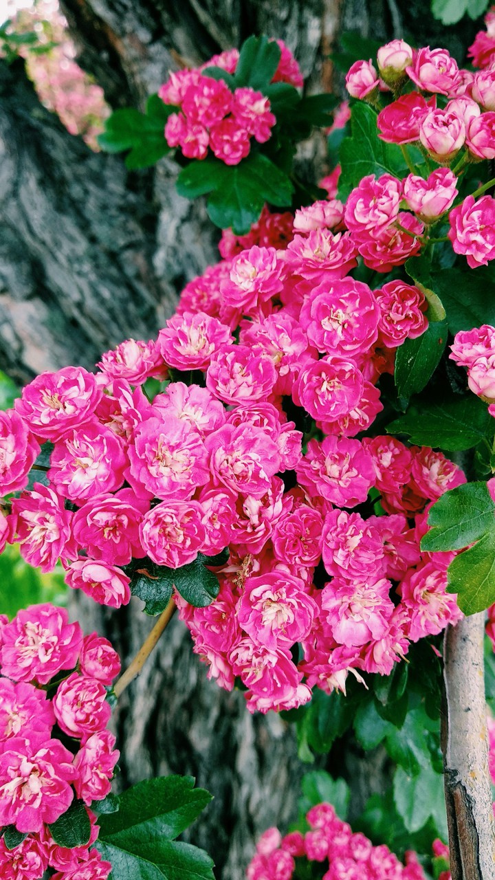 spring flowers