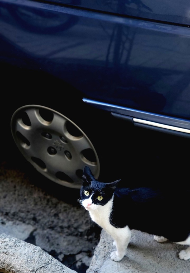 cat