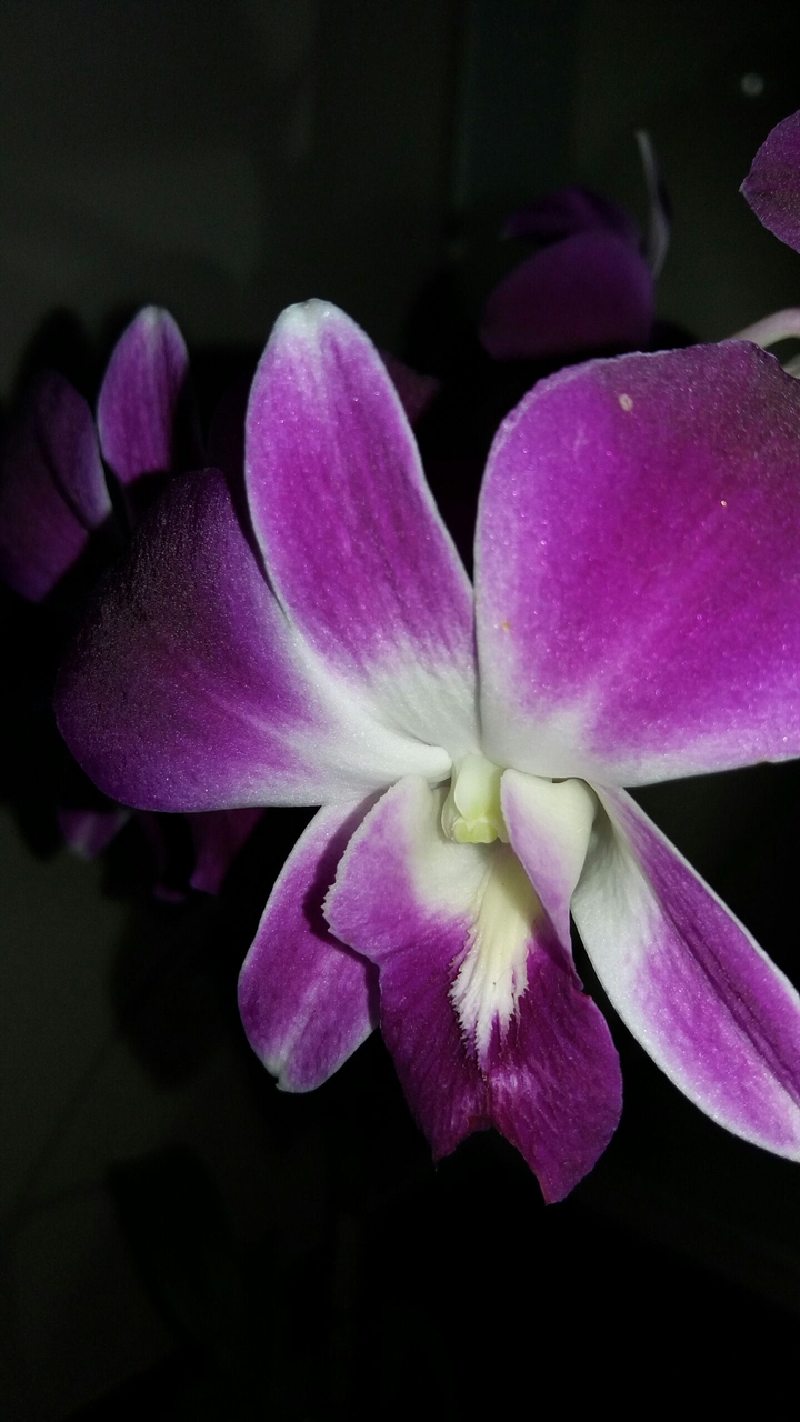 angrek flower