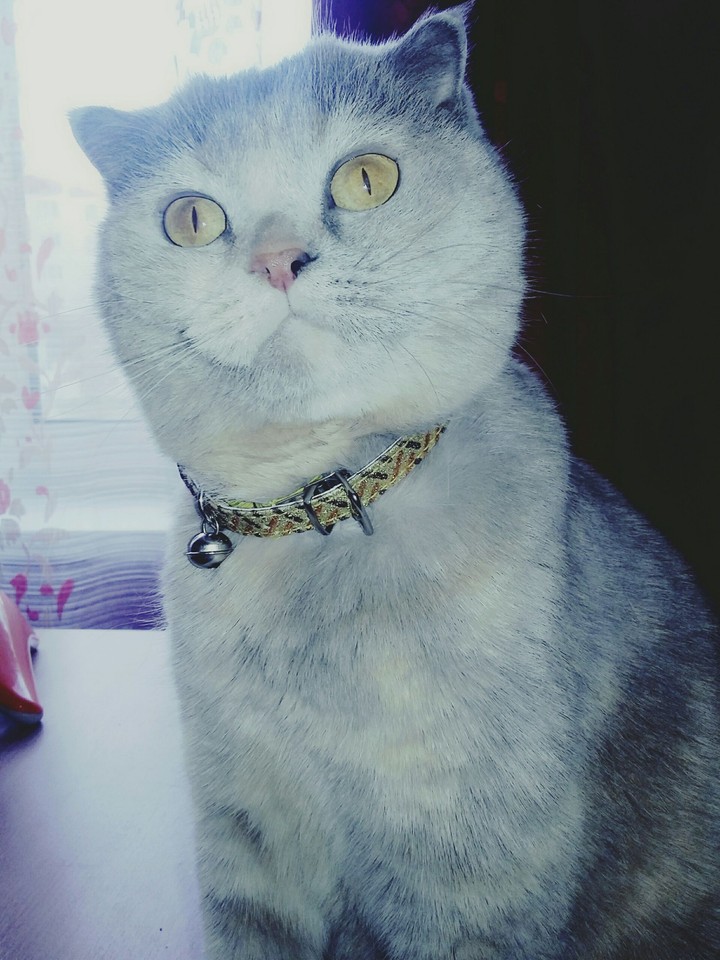 pussycat