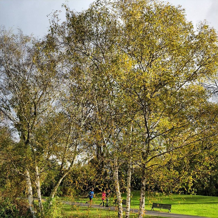 Trees again !!