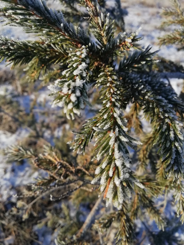 Елочка