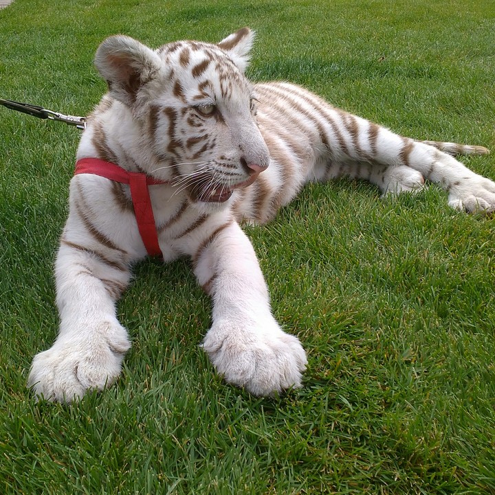 Little white tiger