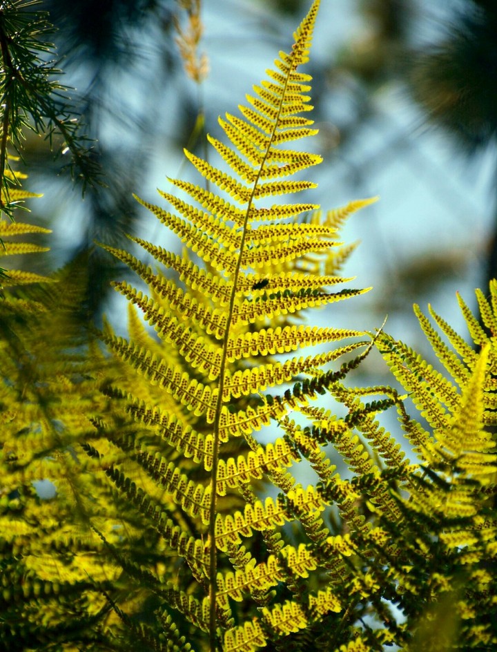 fern