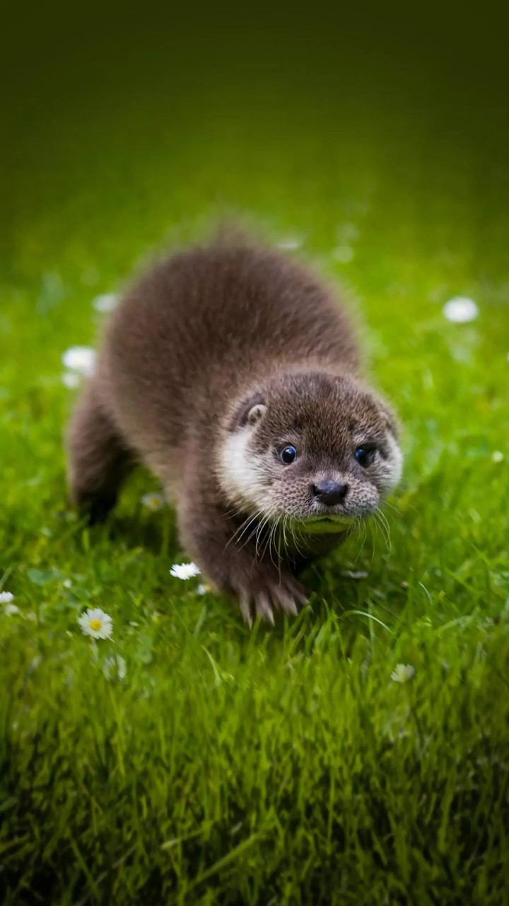 Little Otter...