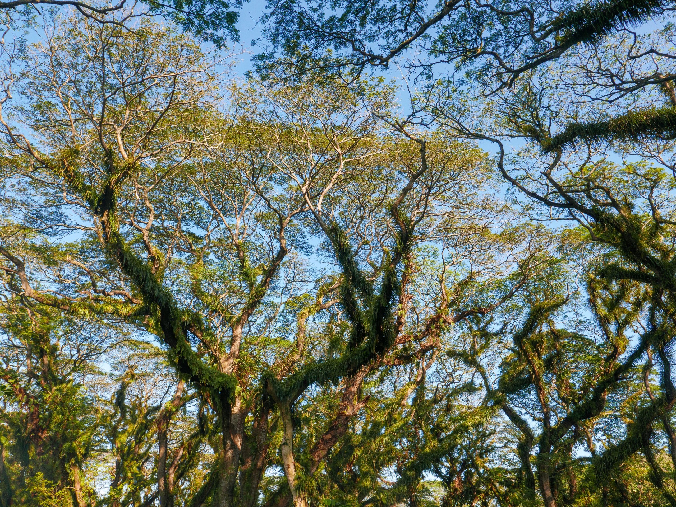 branch, sunlight wallpapers