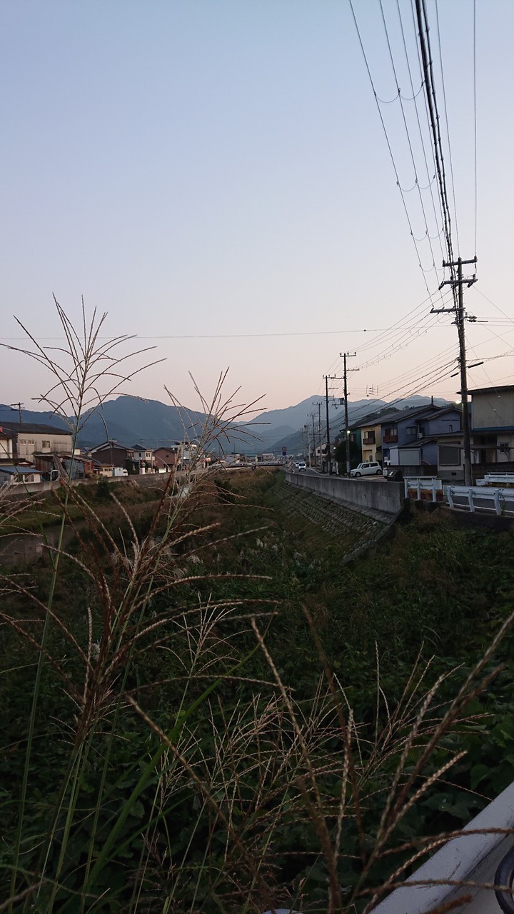 Japanese pampas grass
