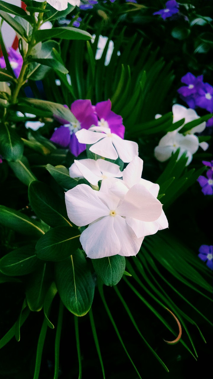 White and purple flowers