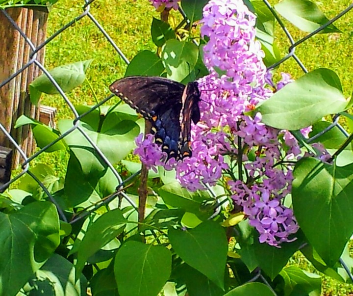 nature