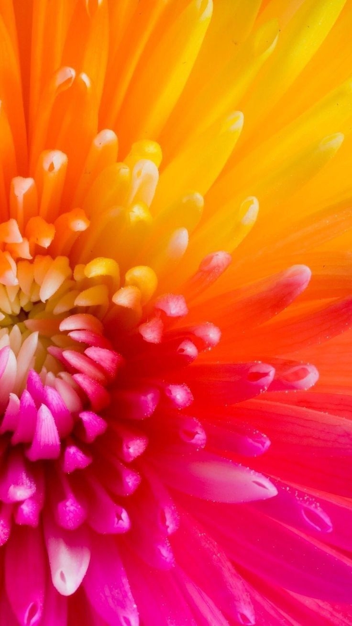 tapety Close-up, petal
